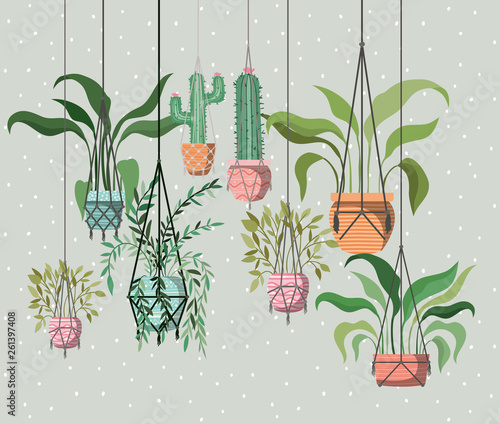 houseplants in macrame hangers