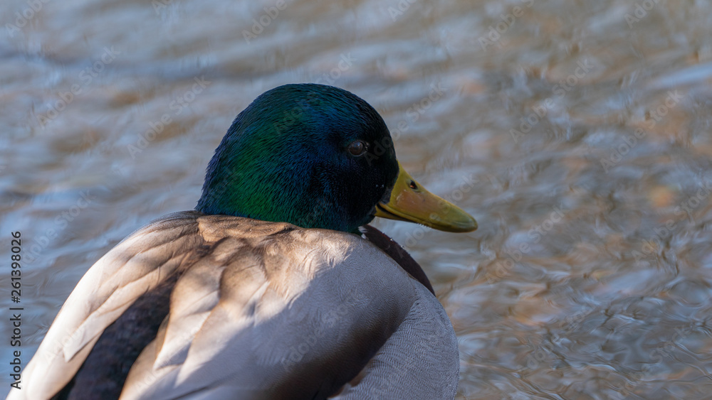 Obraz premium Duck kaczka krzyżówka krajobraz jezioro landscape lake ande 