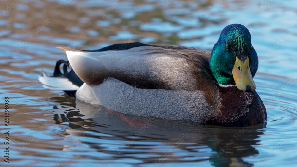 Obraz premium Duck kaczka krzyżówka krajobraz jezioro landscape lake ande 