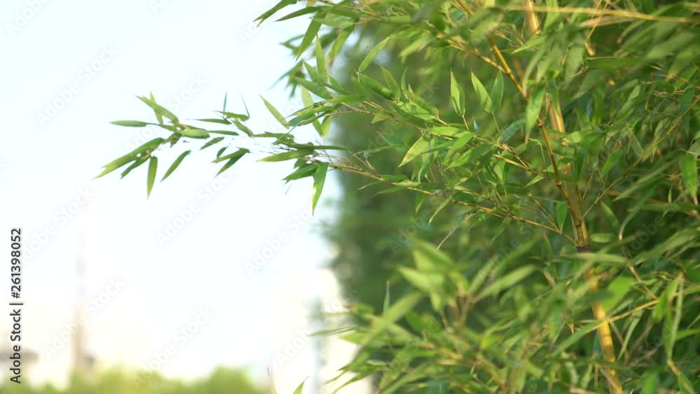 Bamboo sway in the breeze under the sunshine Bamboo sway in the breeze under the sunshine