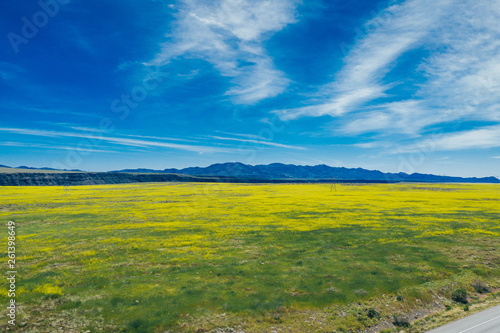 green field and blue sky