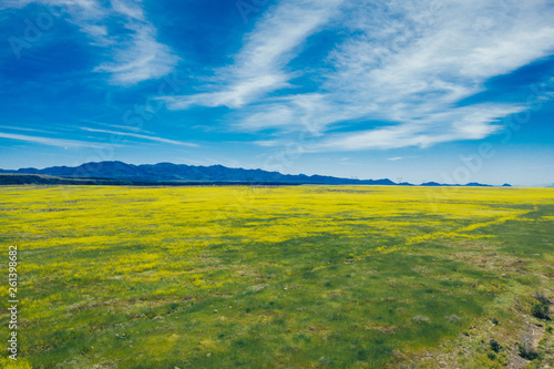 green field and blue sky