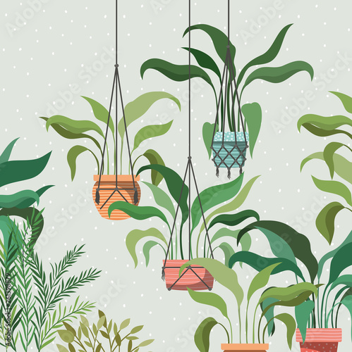houseplants in macrame hangers garden scene