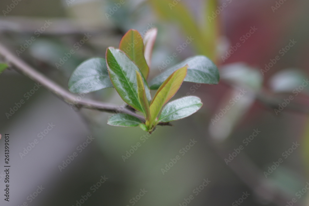 Budding Green Leaves in Spring, New Season is Coming, A Growing Season, A new Circle will Begin Budding Green Leaves in Spring, New Season is Coming, A Growing Season, A new Circle will Begin