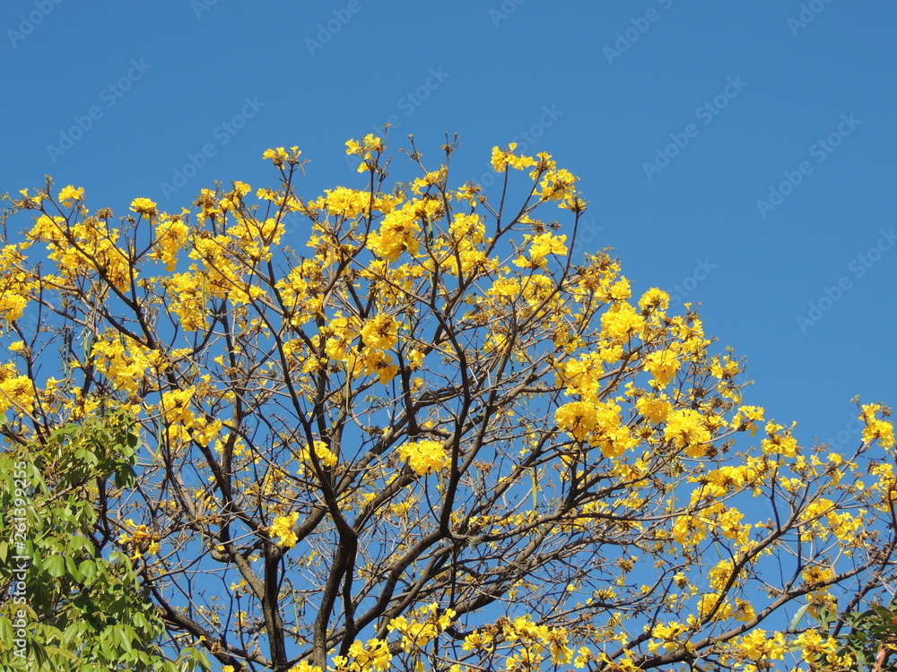 Araguaney tree in yellow flowers in south america. National tree of Venezuela Araguaney tree in yellow flowers in south america. National tree of Venezuela