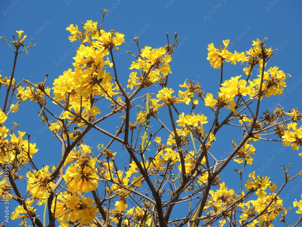 Araguaney tree in yellow flowers in south america. National tree of Venezuela Araguaney tree in yellow flowers in south america. National tree of Venezuela
