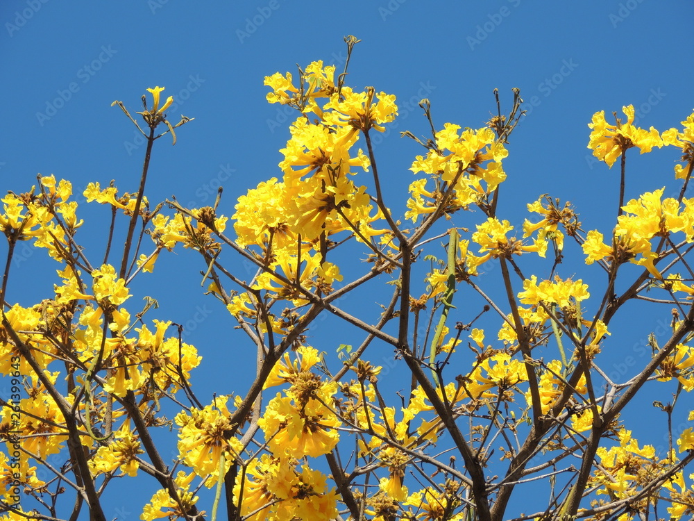 Araguaney tree in yellow flowers in south america. National tree of Venezuela Araguaney tree in yellow flowers in south america. National tree of Venezuela