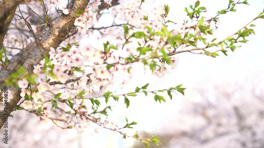 Sunny day is good to go cherry-blossom viewing near the park with companion animal or lovers. Sunny day is good to go cherry-blossom viewing near the park with companion animal or lovers.