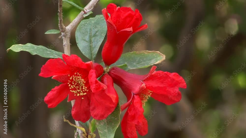 Beautiful red flower of the garnet flower pomegranate (Красивый красный цветок граната) Beautiful red flower of the garnet flower pomegranate (Красивый красный цветок граната)
