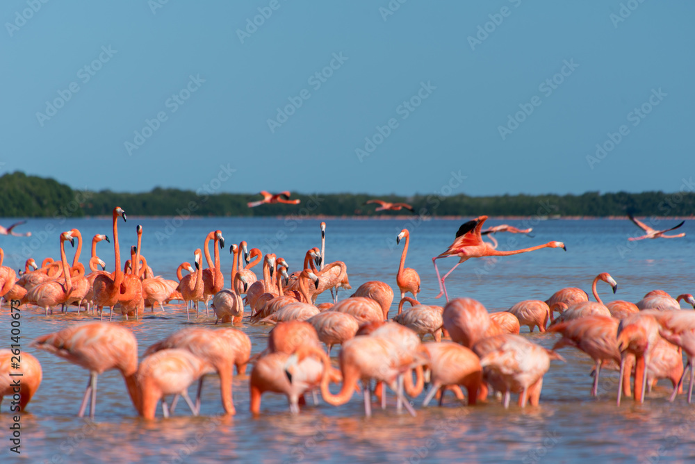 Naklejka premium Pink Flamingo Merida Yucatan Mexico