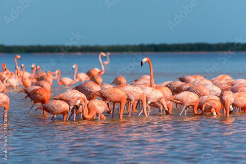 Pink Flamingo Merida Yucatan Mexico