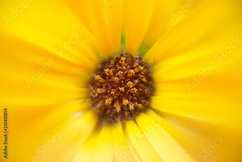 big yellow flower close up