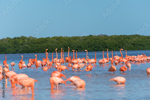 Pink Flamingo Mexico