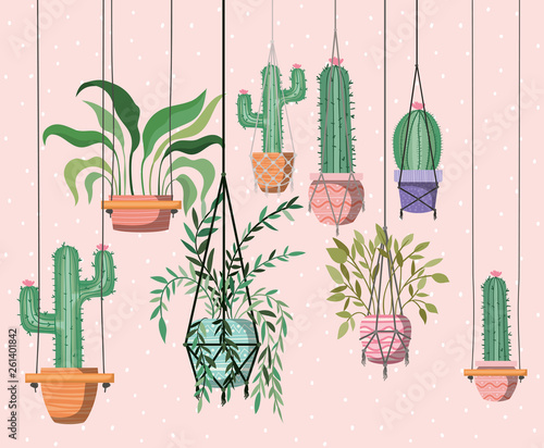houseplants in macrame hangers