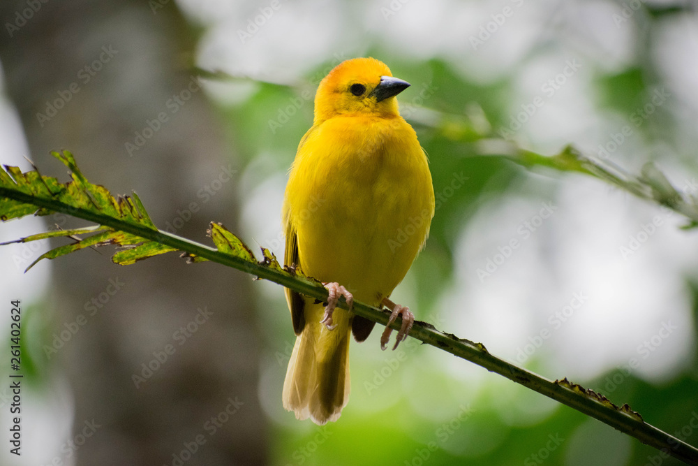 Fototapeta premium bird on a branch