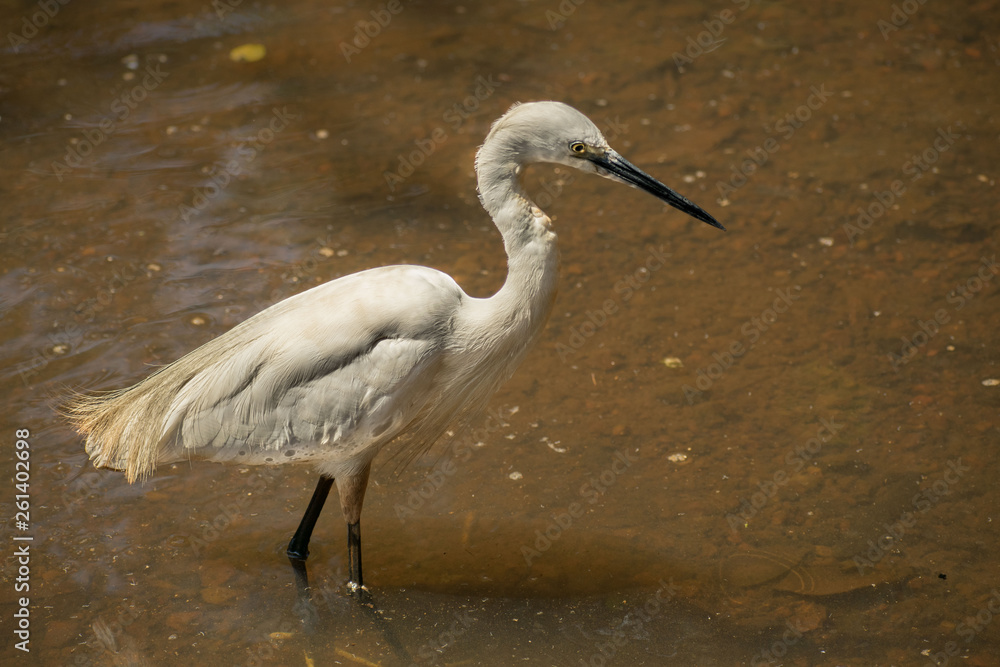 Naklejka premium Snowy egret