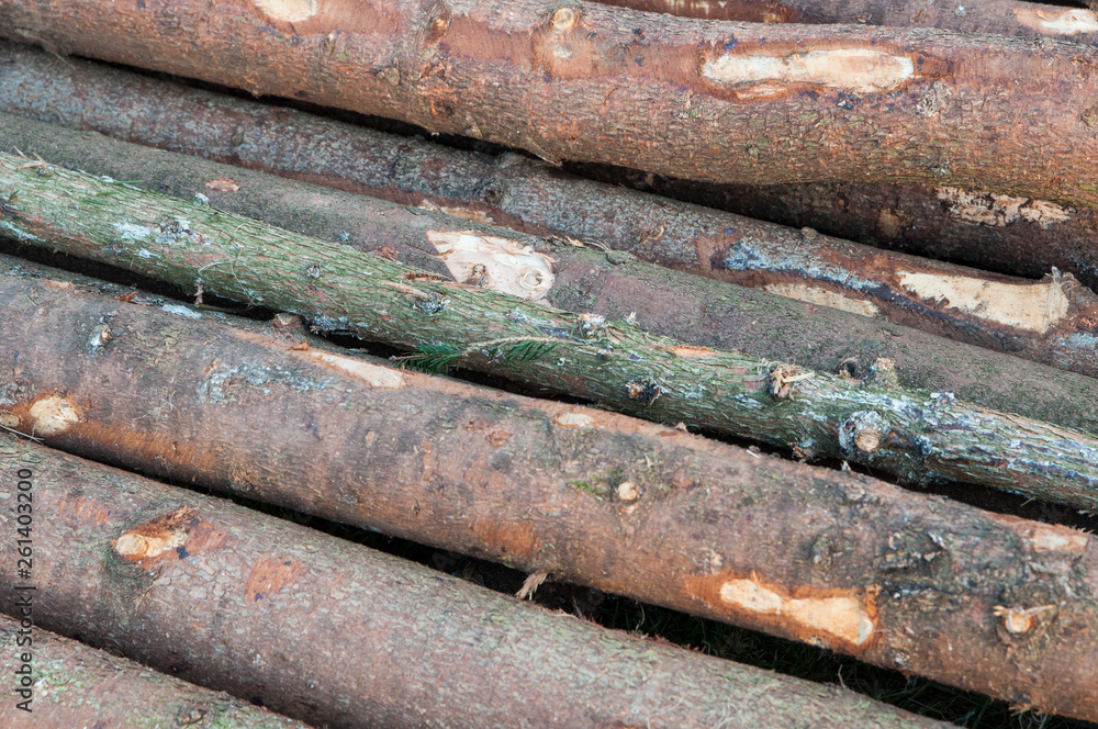 Stacked logs. Deforestation. Forest destruction, lumber for sawmills. Destruction of the lungs of the earth. Stacked logs. Deforestation. Forest destruction, lumber for sawmills. Destruction of the lungs of the earth.