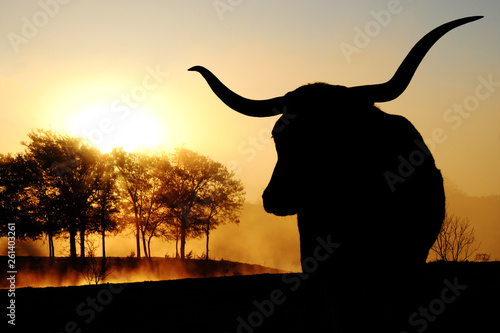 Texas Longhorn cow silhouette with scenic sunrise on landscape in background. © ccestep8