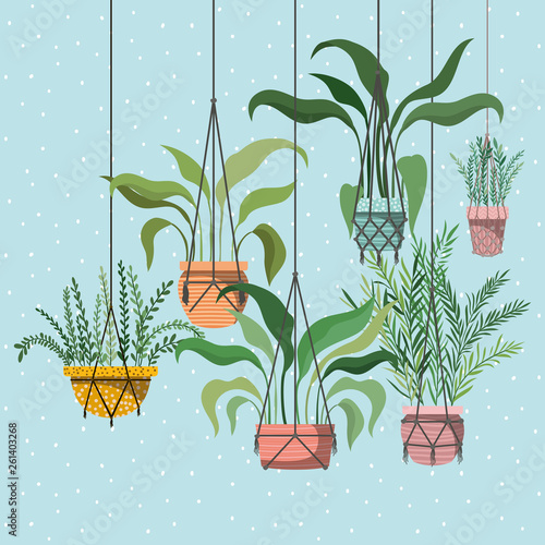 houseplants in macrame hangers