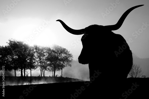 Texas Longhorn cow silhouette in black and white, morning landscape in background. © ccestep8