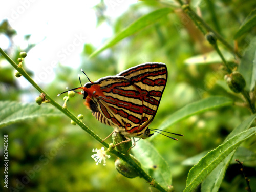 Butterfly (Common Silverline)