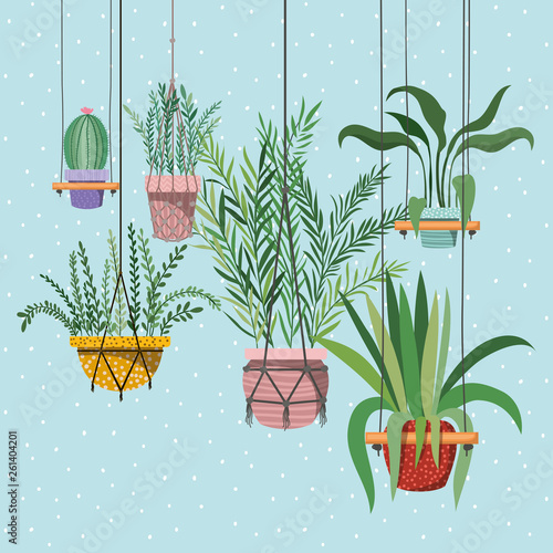 houseplants in macrame hangers