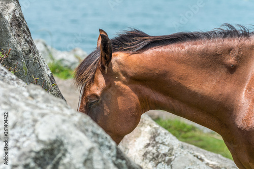 Close up of the head of a beautiful brown horse near some rocks, in Armacao Beach, Florianopolis, Brazil. photo