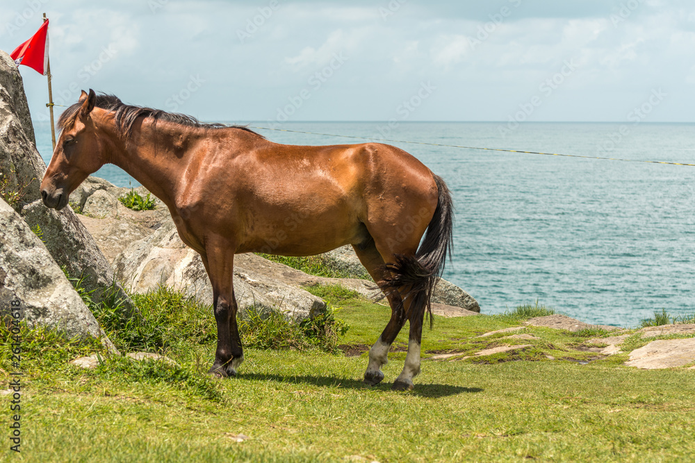 Obraz premium Beautiful brown horse near some rocks with the sea at the back, in Armacao Beach, Florianopolis, Brazil.