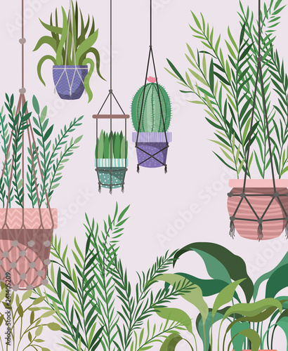 houseplants in macrame hangers