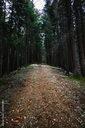 Weg mit Tannenzapfen und Schnee