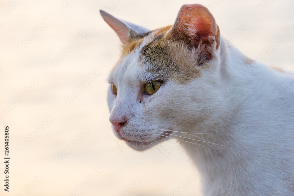 homeless sick cat homeless sick cat
