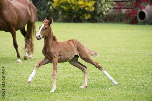Pure bred Peruvian Paso foal. Running in freedom © Daniel
