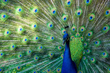 A peacock displaying their feathers