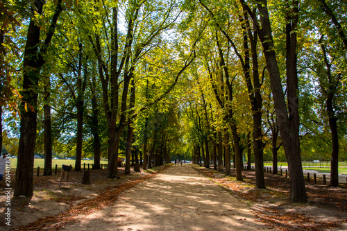 A pathway through the trees © Joseph Creamer