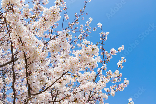 快晴の桜