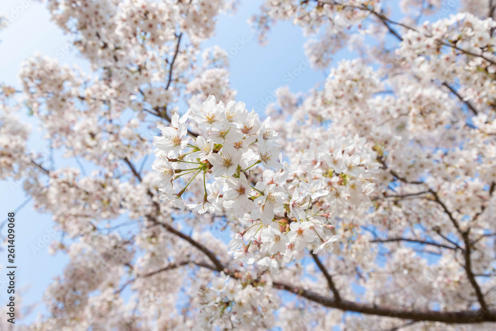 快晴の桜