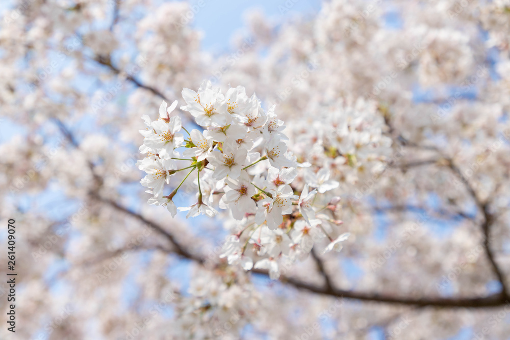 快晴の桜