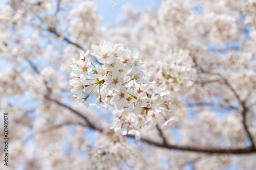 快晴の桜 © moronobu