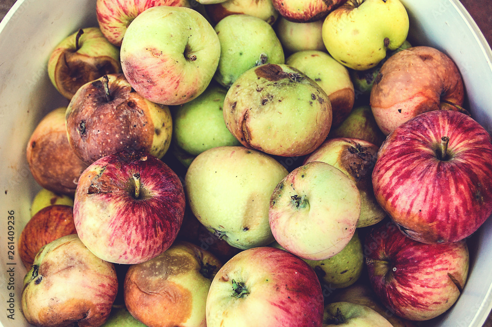A pile of red and green ripe apples. A pile of red and green ripe apples.