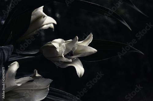 White lilies at night.  Dark and grim flower background.