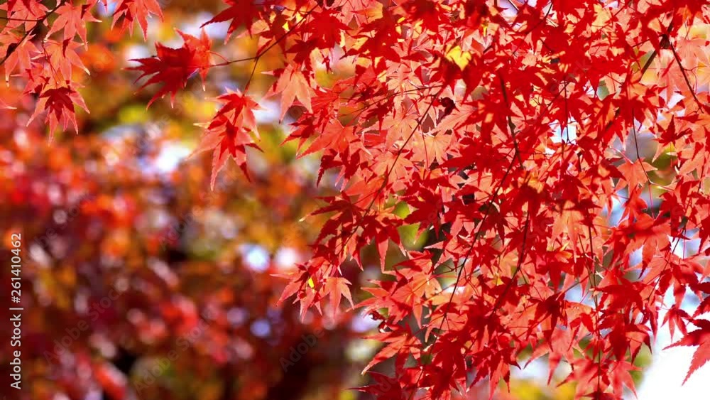 Vivid red maple leaves hanging at autumn season, close up shot Vivid red maple leaves hanging at autumn season, close up shot