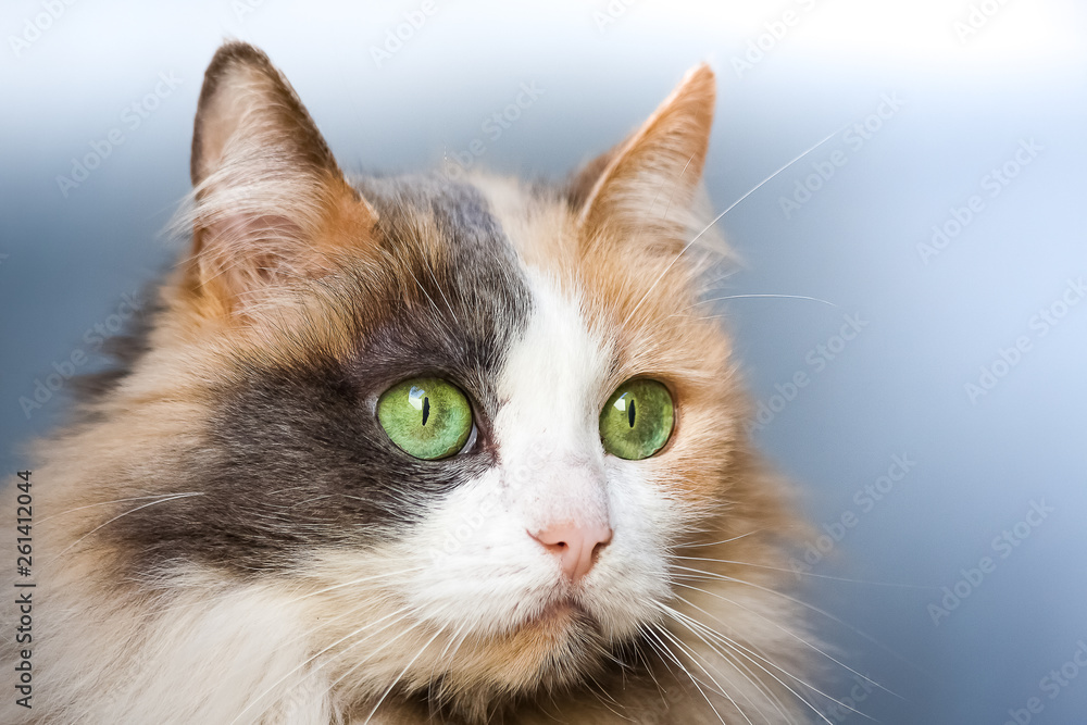 Female Angora Cat with green eyes