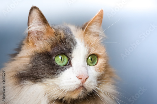 Female Angora Cat with green eyes © willbrasil21