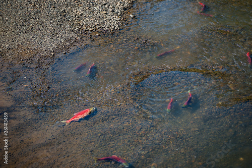 Bild auf Leinwand Sockeye Salmon Redds - Spawning Pacific Salmon