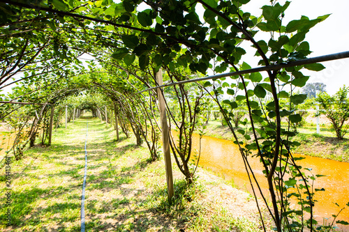Obraz na plátně Mulberry park in Uthai Thani province