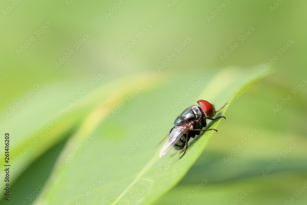 Beautiful insect fly on green leaf Beautiful insect fly on green leaf