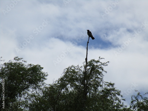 Danube Delta photo