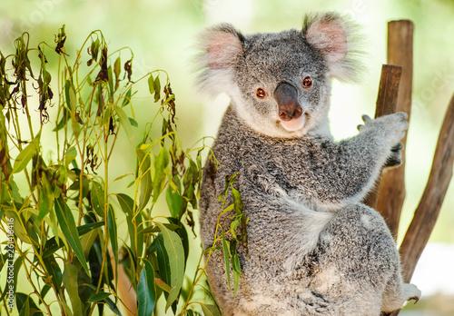 Photography Australian Koala