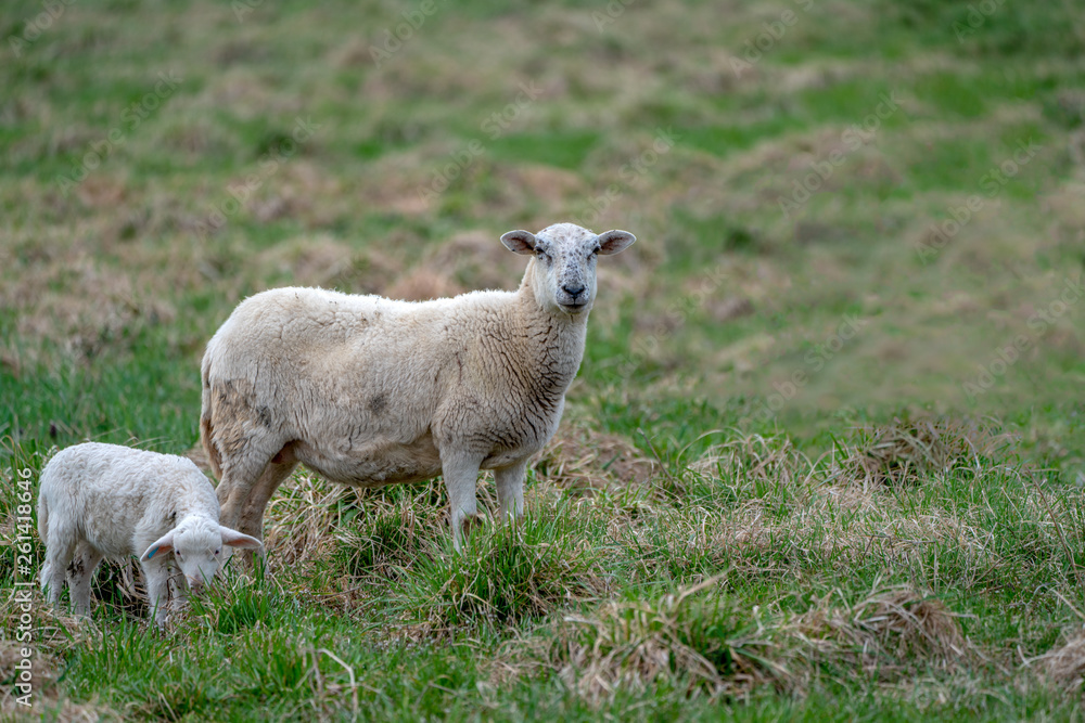 newborn baby lamb drinking milk from mother in grass on organic farm newborn baby lamb drinking milk from mother in grass on organic farm