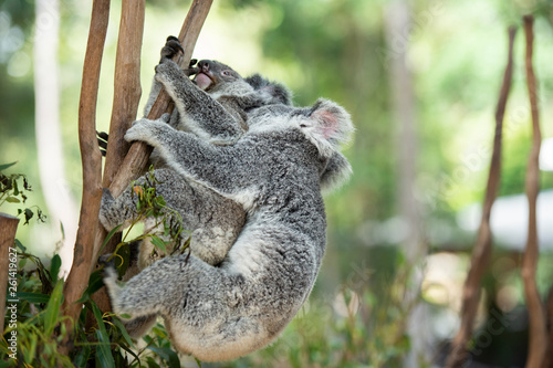 Photography Australian Koalas
